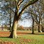 Hendon Park