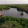 Mangrove Forest - غابة المانجروف في فرسان