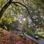 Trebah Gardens
