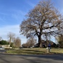 Sydenham Avenue