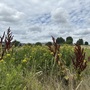 Leyton Marsh