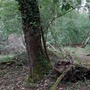 Nightingale Wood