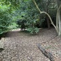 Strawberry Hill House - The Wilderness Woodland Walk