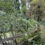 Crystal Palace Park - Secret Garden