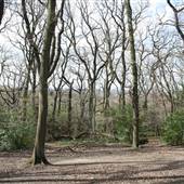 Dulwich Wood