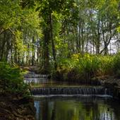Tehidy Woods