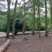 Crystal Palace Park - The Glades Woodland 