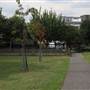 Larkhall Park