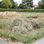 Streatham Vale Park