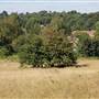 Littleheath Woods