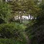 Long Lane Wood