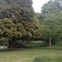The Knoll