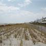 Brigantine - Shops and Housing