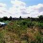 Lesney Farm Allotments