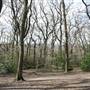 Dulwich Wood