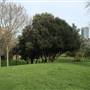 King's Stairs Gardens
