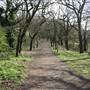 Sydenham Hill Wood