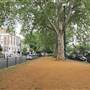 Brook Green