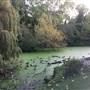 Fishponds Park