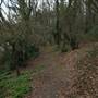 Amherst Wood Open Space