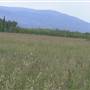 Smith's Hay Field