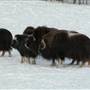 Yukon Wildlife Preserve