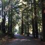 Samuel P. Taylor State Park