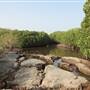 Mangrove Forest - غابة المانجروف في فرسان