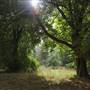 Gunnersbury Park - Gardens