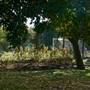 Whittington Park (and football pitch)
