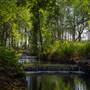 Tehidy Woods