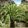 Tresco Abbey Gardens