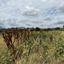 Leyton Marsh
