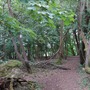 Nightingale Wood