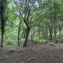 Nightingale Wood