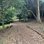 Strawberry Hill House - The Wilderness Woodland Walk
