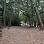 Crystal Palace Park - The Glades Woodland