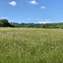 Sevenoaks Campsite & Meadow 