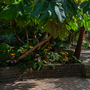 Holland Park - North Entrance