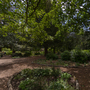 Chiswick House - Woodland